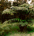 hapupulu.gif (7k)