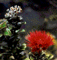 ohia.gif (7k)
