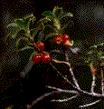 pilo.gif (5k)
