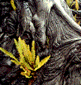 pioneers.gif (7k)